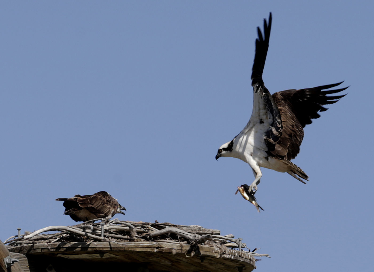 Fish hawk